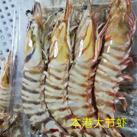 惠来县九节虾