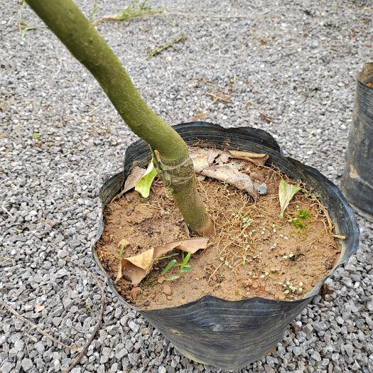 荔波县泰国青柚苗出售培育年限:  4年当年可结果。