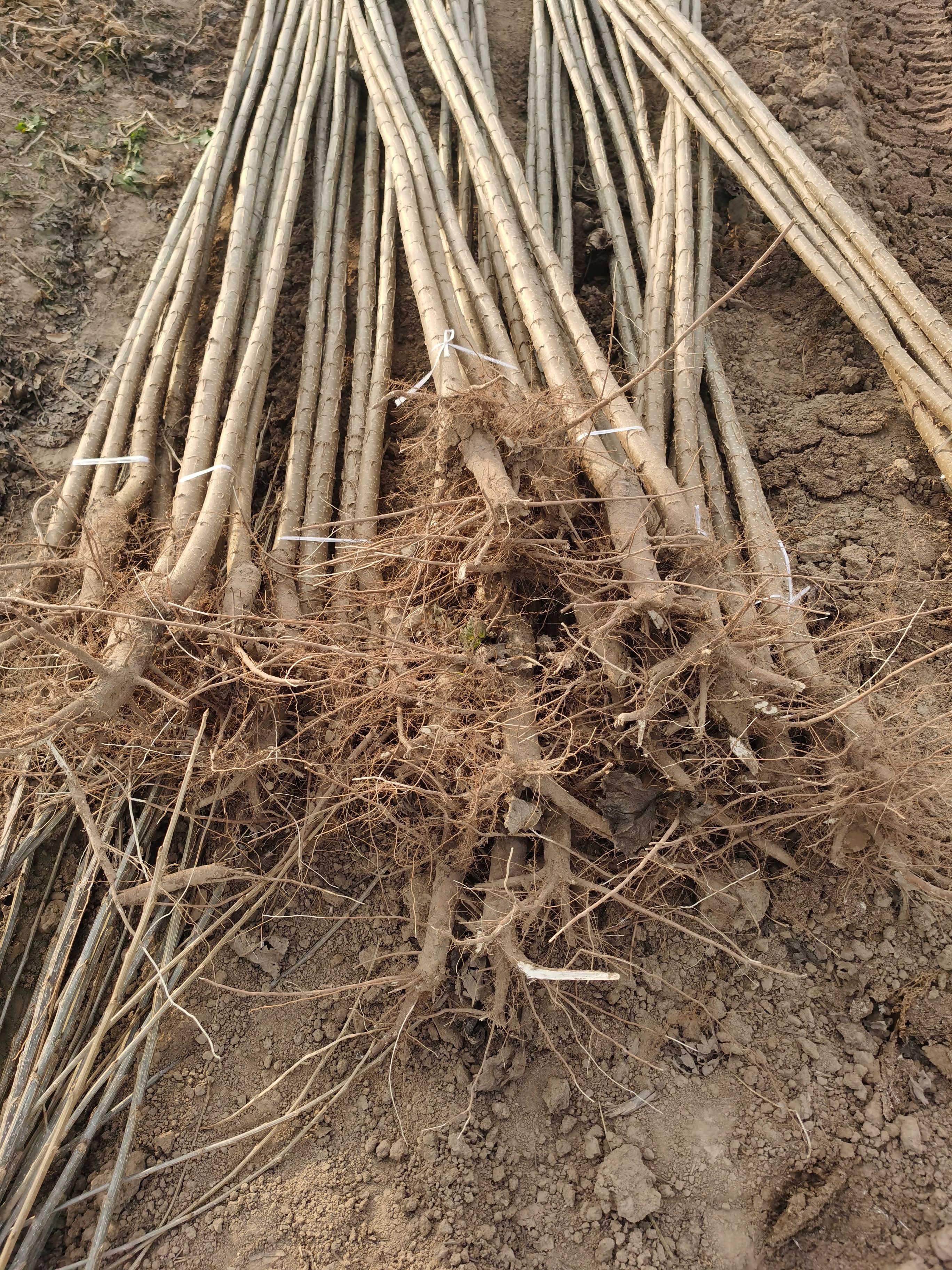 速生杨树苗种植基地，无絮杨树苗，供应各种规格107杨树苗