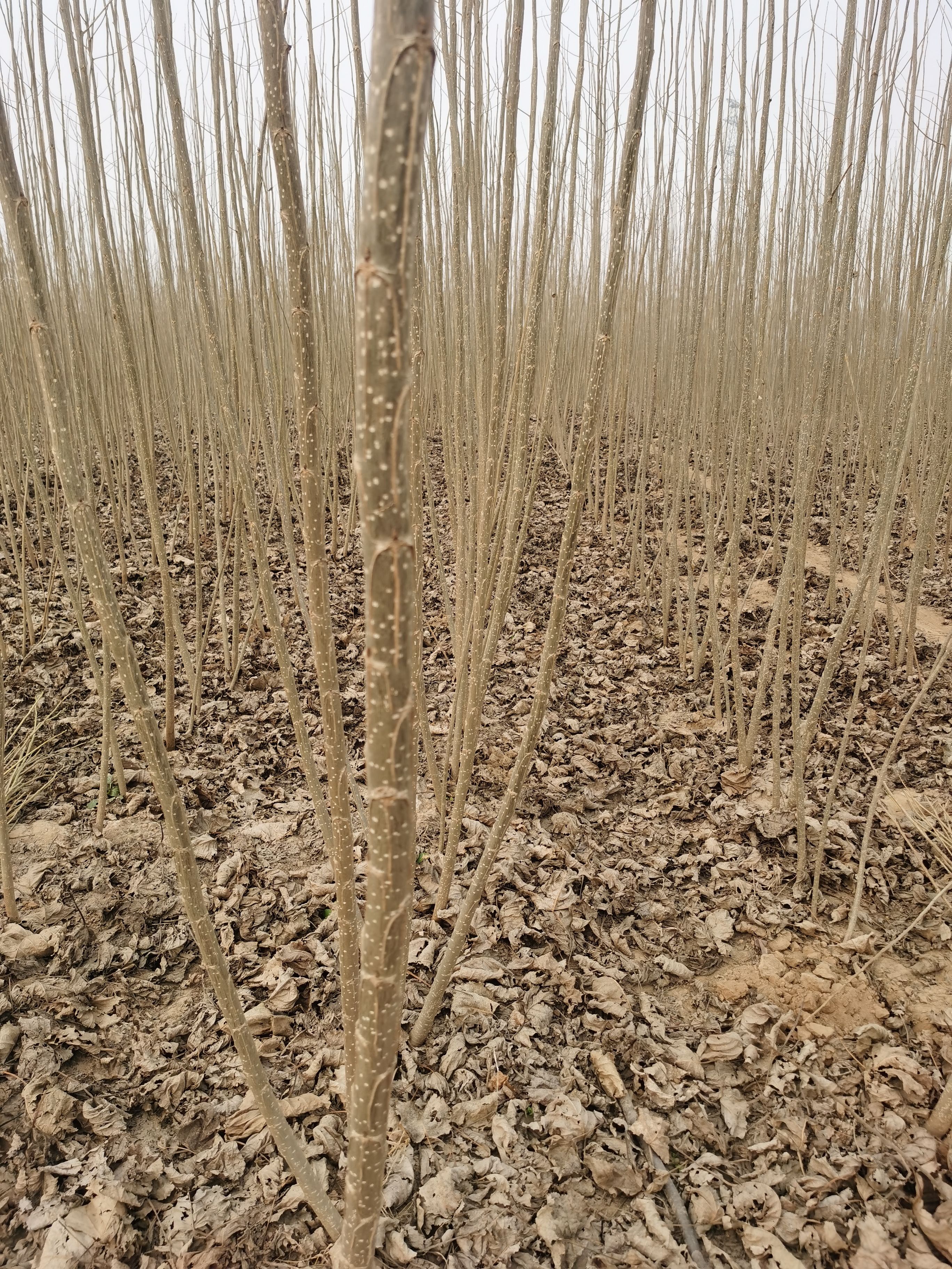 速生杨树苗种植基地，无絮杨树苗，供应各种规格107杨树苗