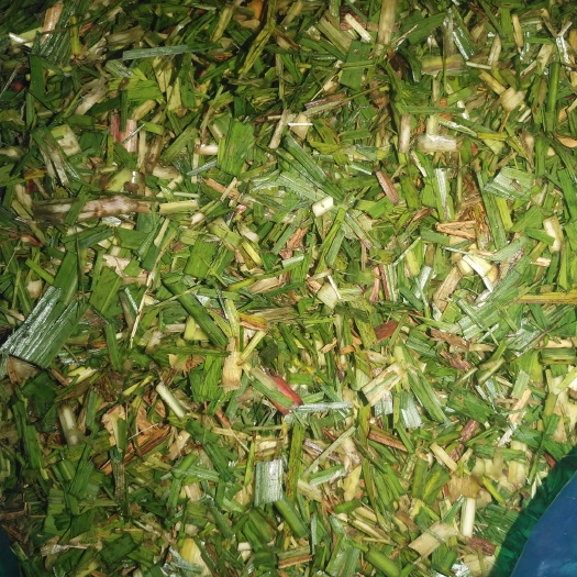 柳城县甘蔗尾青储饲料