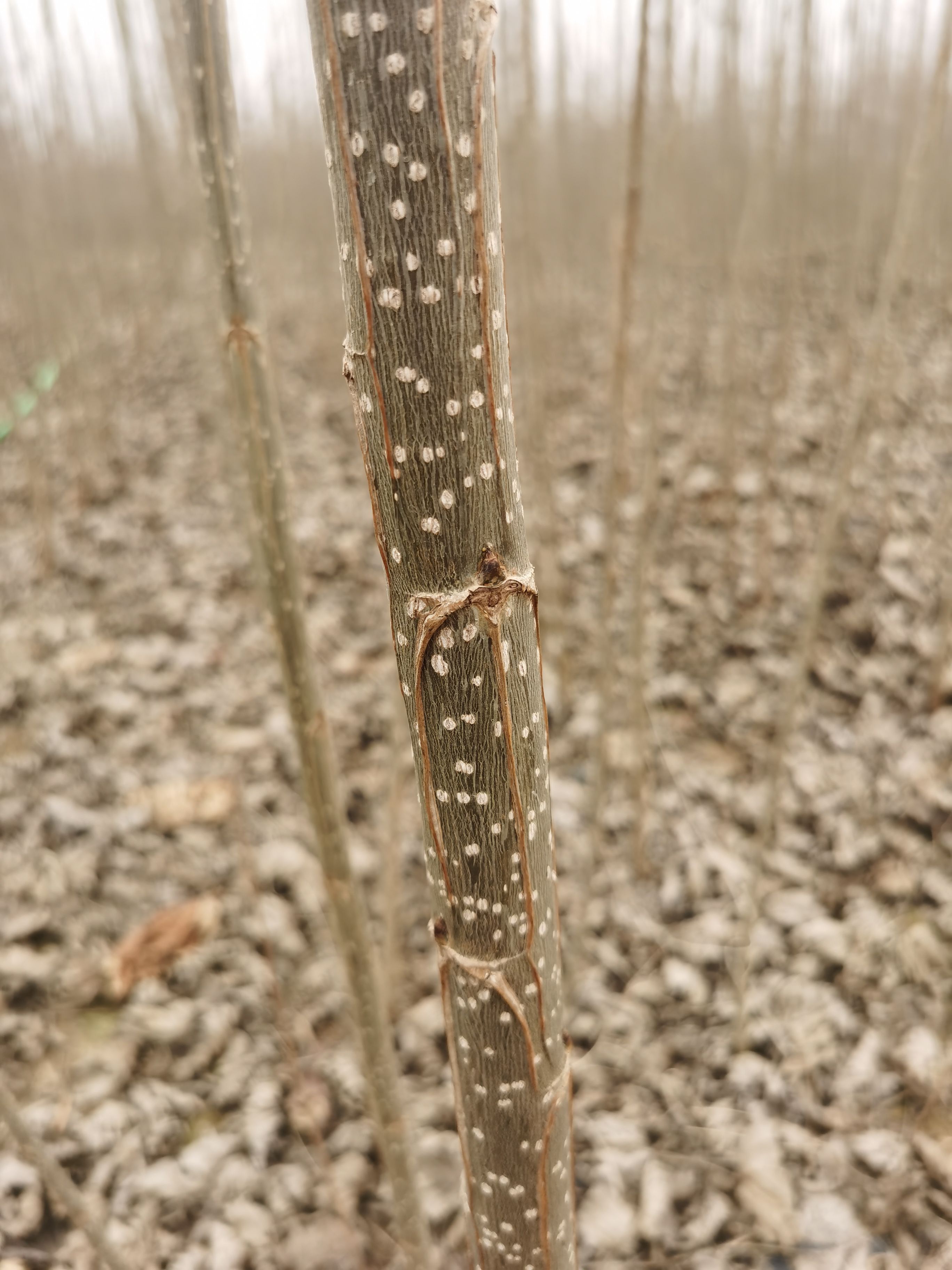 速生杨树苗种植基地，无絮杨树苗，供应各种规格107杨树苗