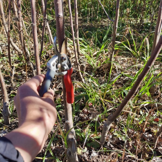玉龙县云南苹果苗  丽江苹果苗 糖心苹果苗