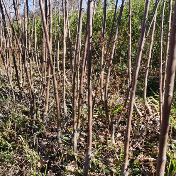 丽江苹果苗 云南苹果苗 糖心苹果苗