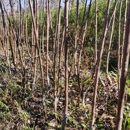 玉龙县丽江苹果苗 云南苹果苗 糖心苹果苗