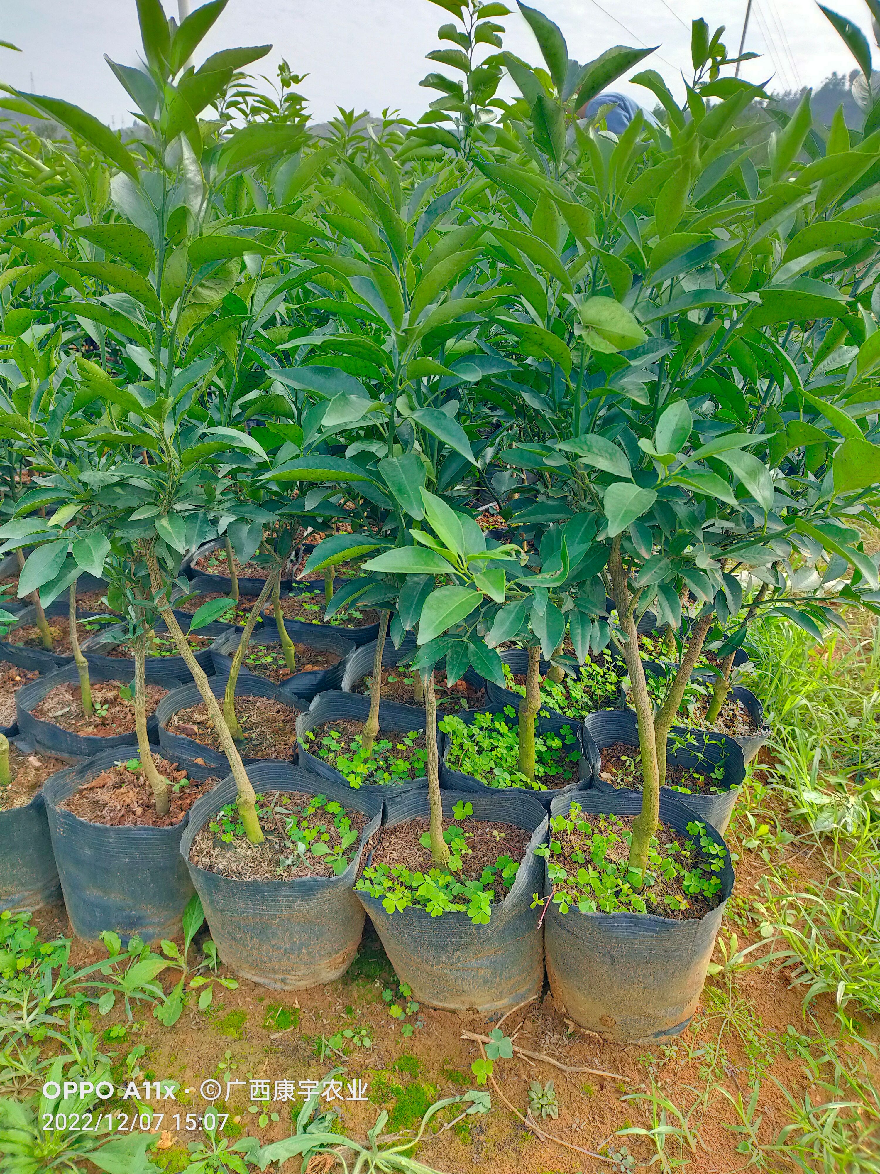 沃柑苗 杯苗袋苗 0.5~1米