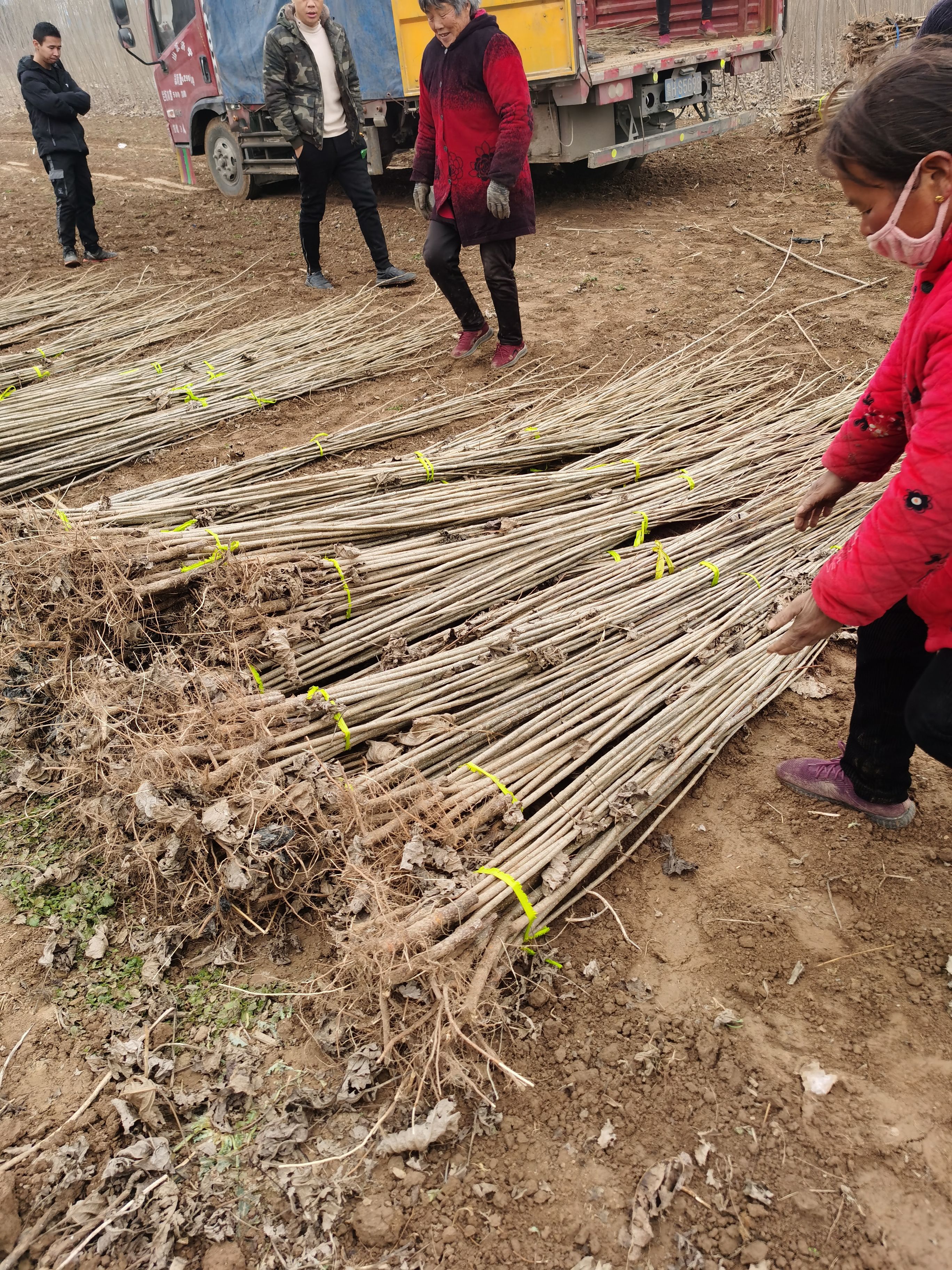 速生杨树苗种植基地，无絮杨树苗，供应各种规格107杨树苗