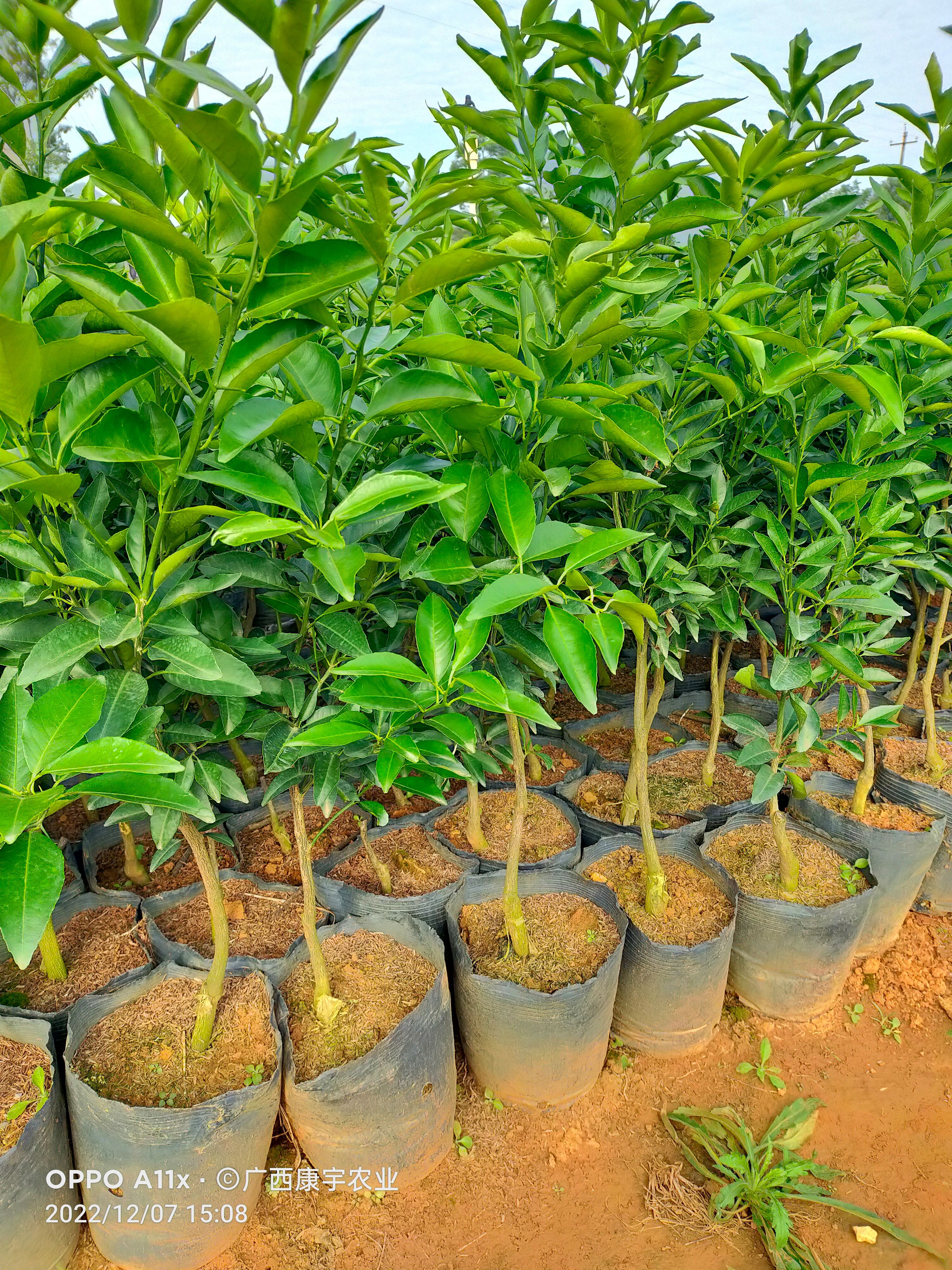 沃柑苗 杯苗袋苗 0.5~1米