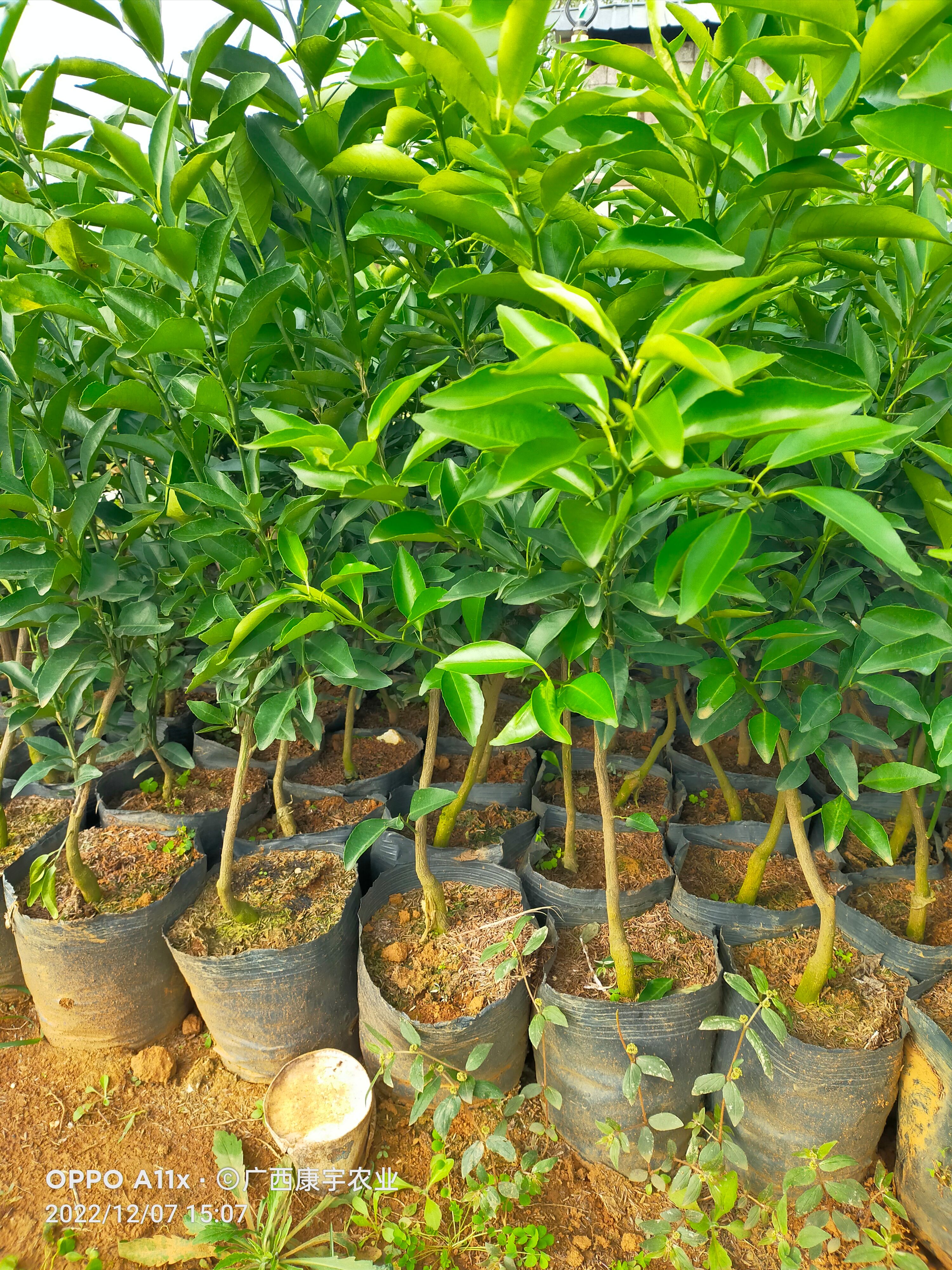 沃柑苗 杯苗袋苗 0.5~1米