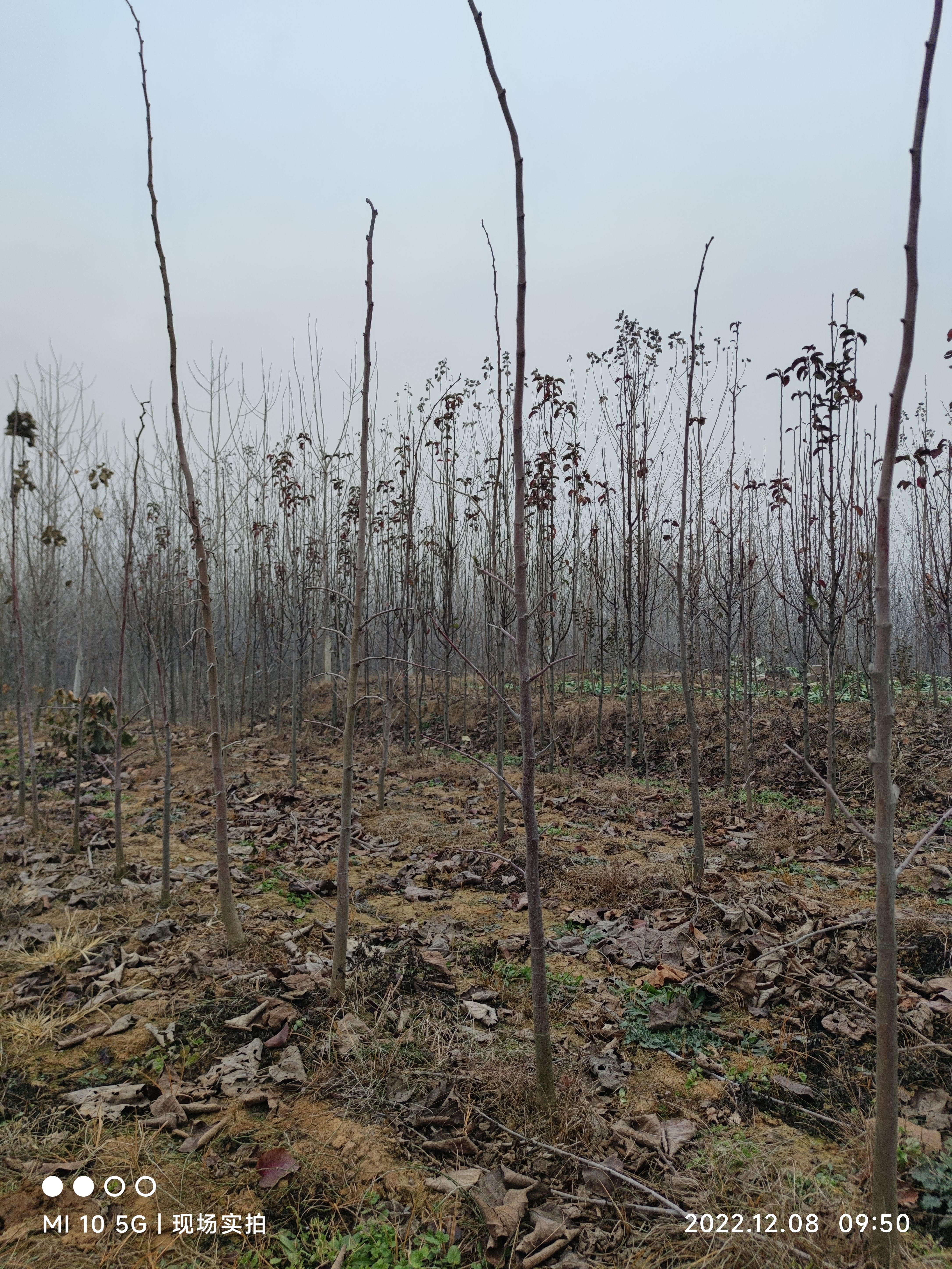 糠椴椴树袋苗椴树蜜蜜源比较好的椴树品种
