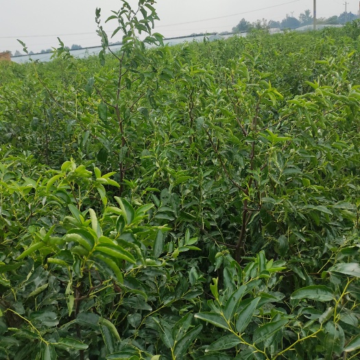 大荔县优质大荔冬枣树苗大量有货，量大从优