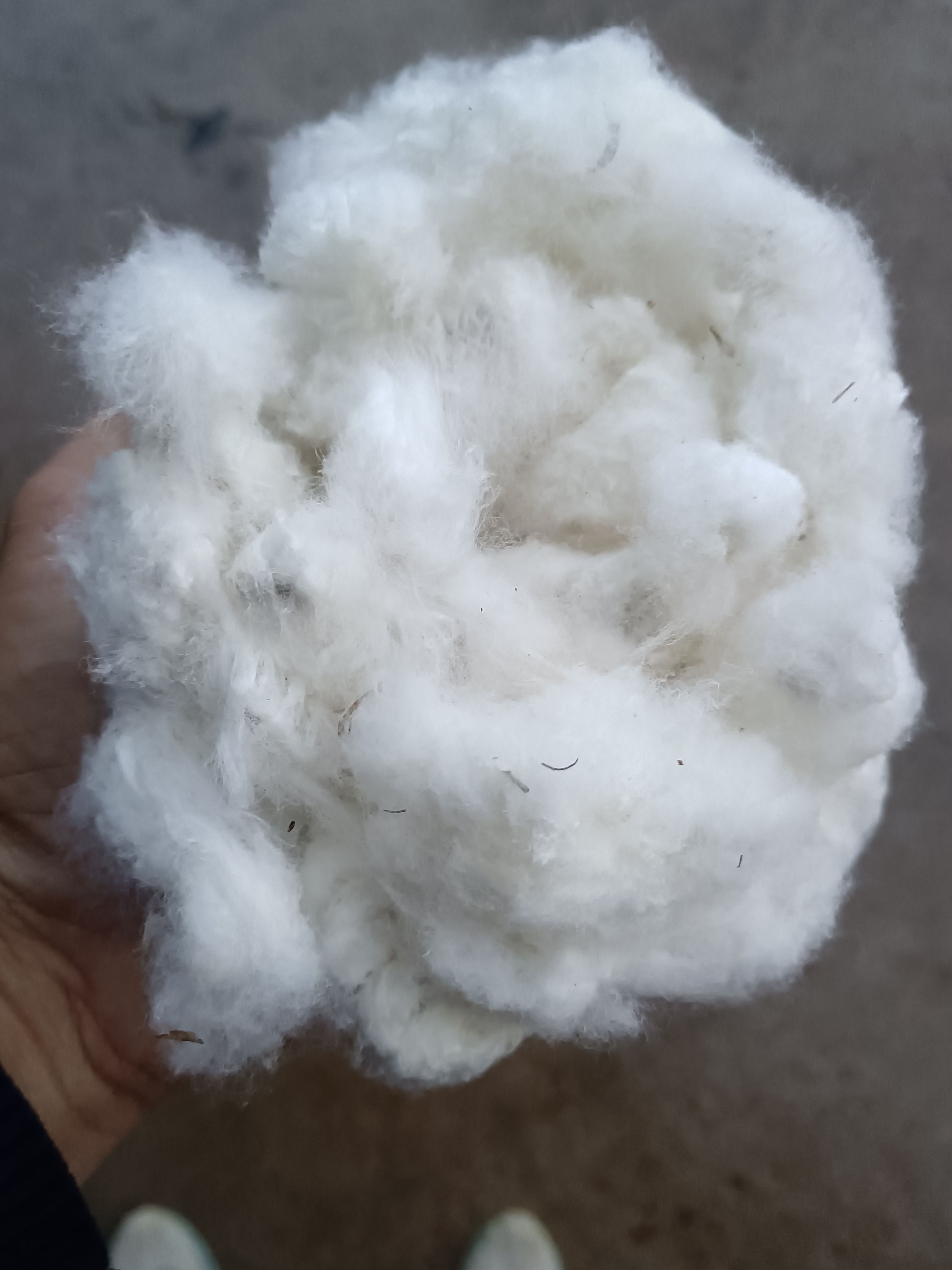 宜城市湖北棉花，水分干，衣粉高，大量有货一手货源