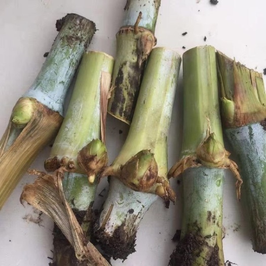 罗甸县甜象草  皇竹草  巨菌草多年生牧草王多年生四季生长