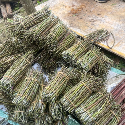 马关县铁皮石斛鲜条，基地现剪直发，稳定供应，价格合适，欢迎长期合作