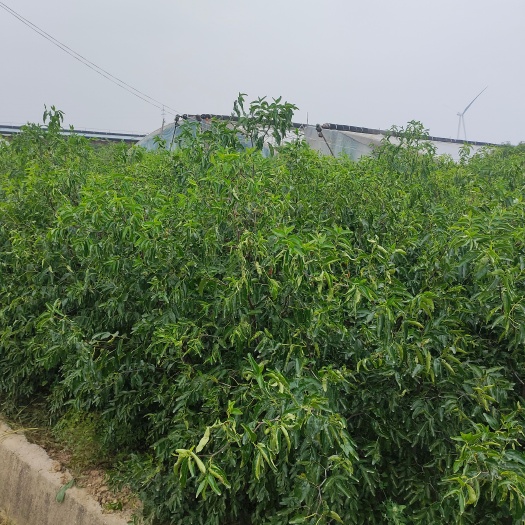 大荔县大荔冬枣树苗，大量出售，量大从优