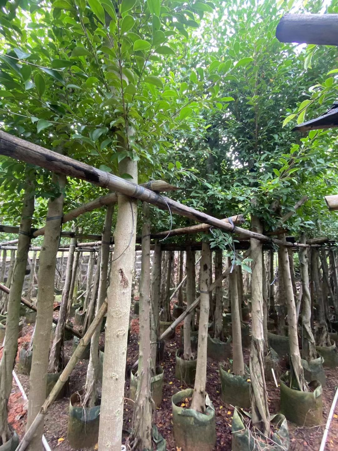 小叶榕