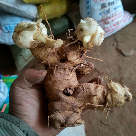 仁寿县黄精块茎