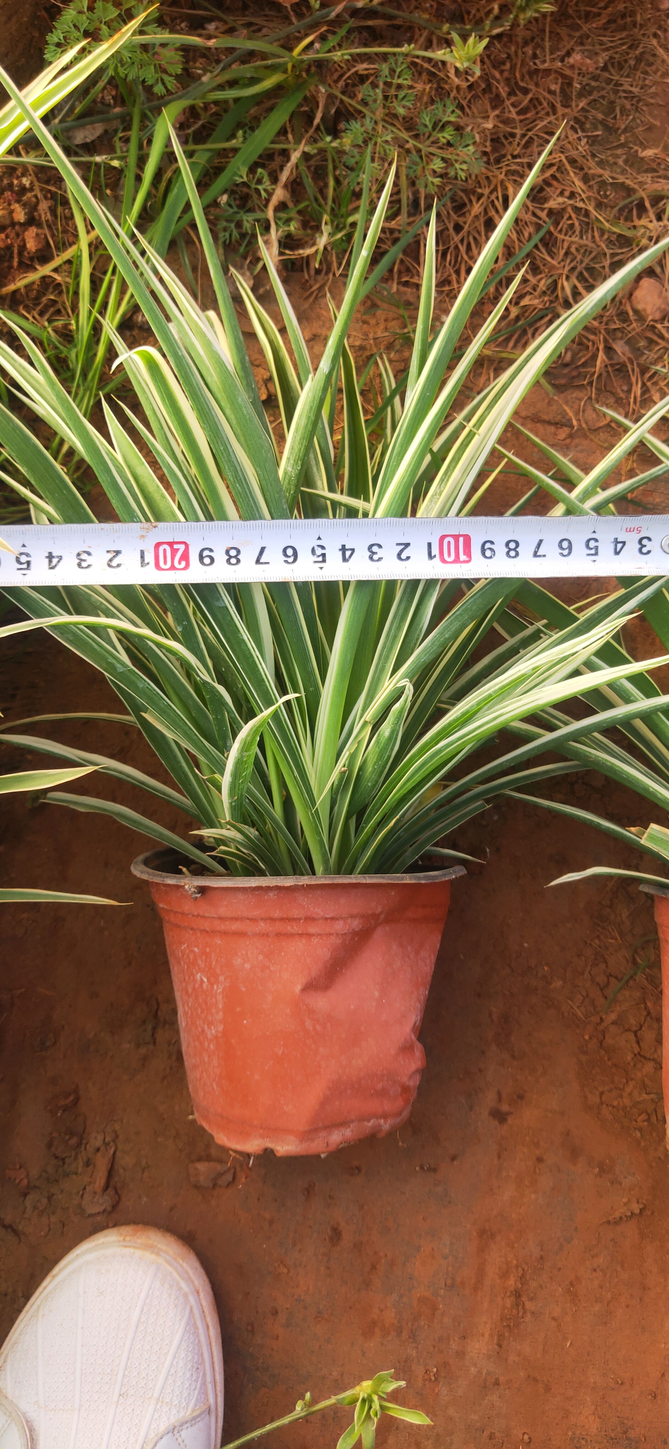 银边吊兰    银边吊兰130红盆  银边吊兰种植销售