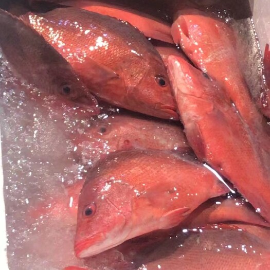 湛江湛江海鲜丶红杉鱼，青占鱼，马胶，鱿鱼，红腊，所有海鲜都有、、