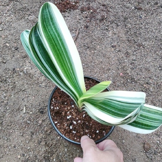 漳平市君子兰彩兰瓷白墨绿