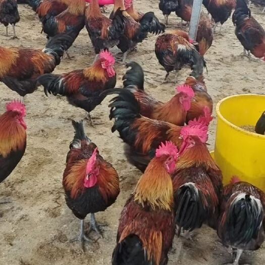 修文县白条鸡，品种多样