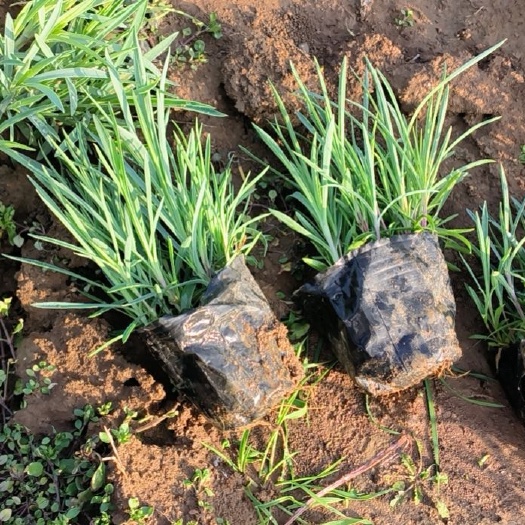 地被石竹杯苗 常夏石竹杯苗 多年生 宿根地被，矮生植被