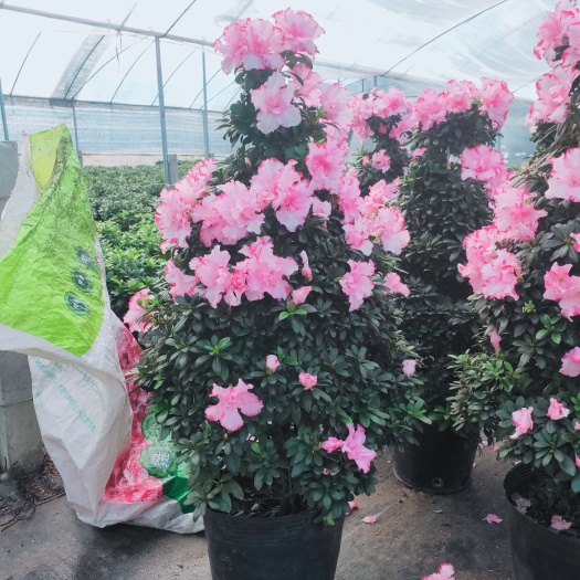 漳平市宝塔西玛杜鹃花