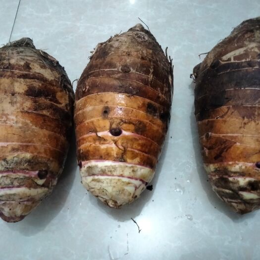桐庐县荔浦香芋自有农场现挖现发