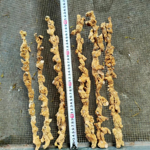 仁寿县黄精，黄精条子，黄精条，黄精长条，黄精