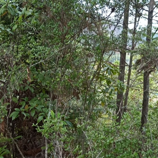 宁化县小叶赤楠老桩，园林，盆景