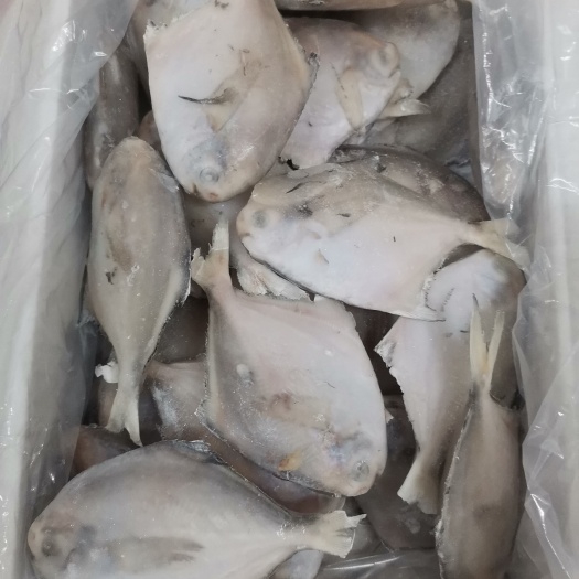 郑州银鲳鱼