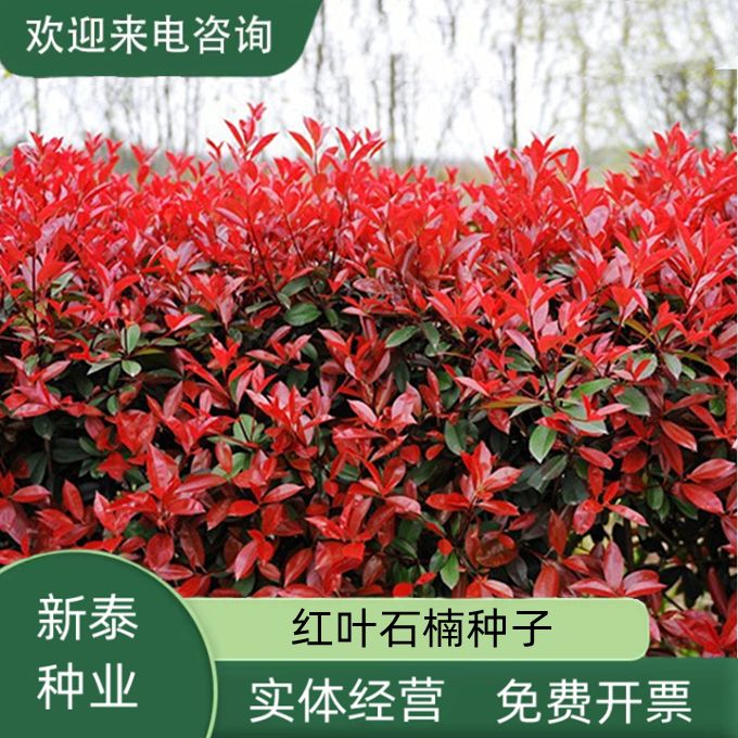 沭阳县红叶石楠种子新采林木种子园林绿化红罗宾花坛造景