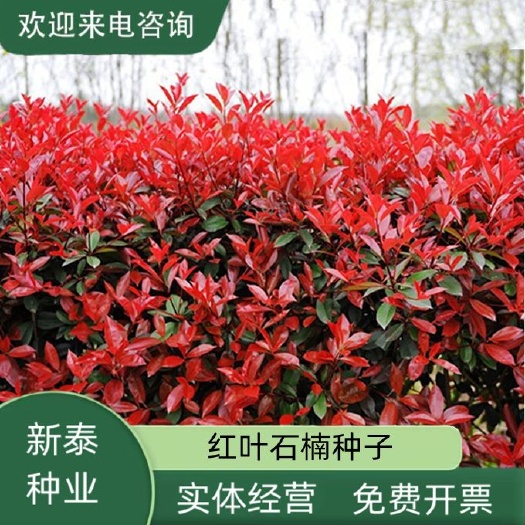 红叶石楠种子新采林木种子园林绿化红罗宾花坛造景
