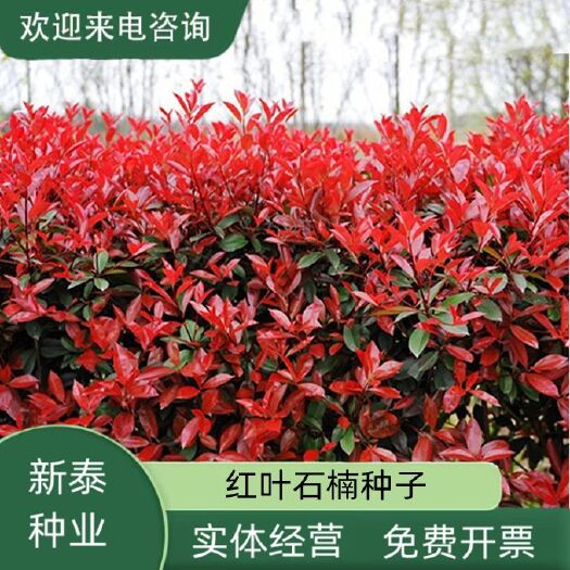 沭阳县红叶石楠种子新采林木种子园林绿化红罗宾花坛造景