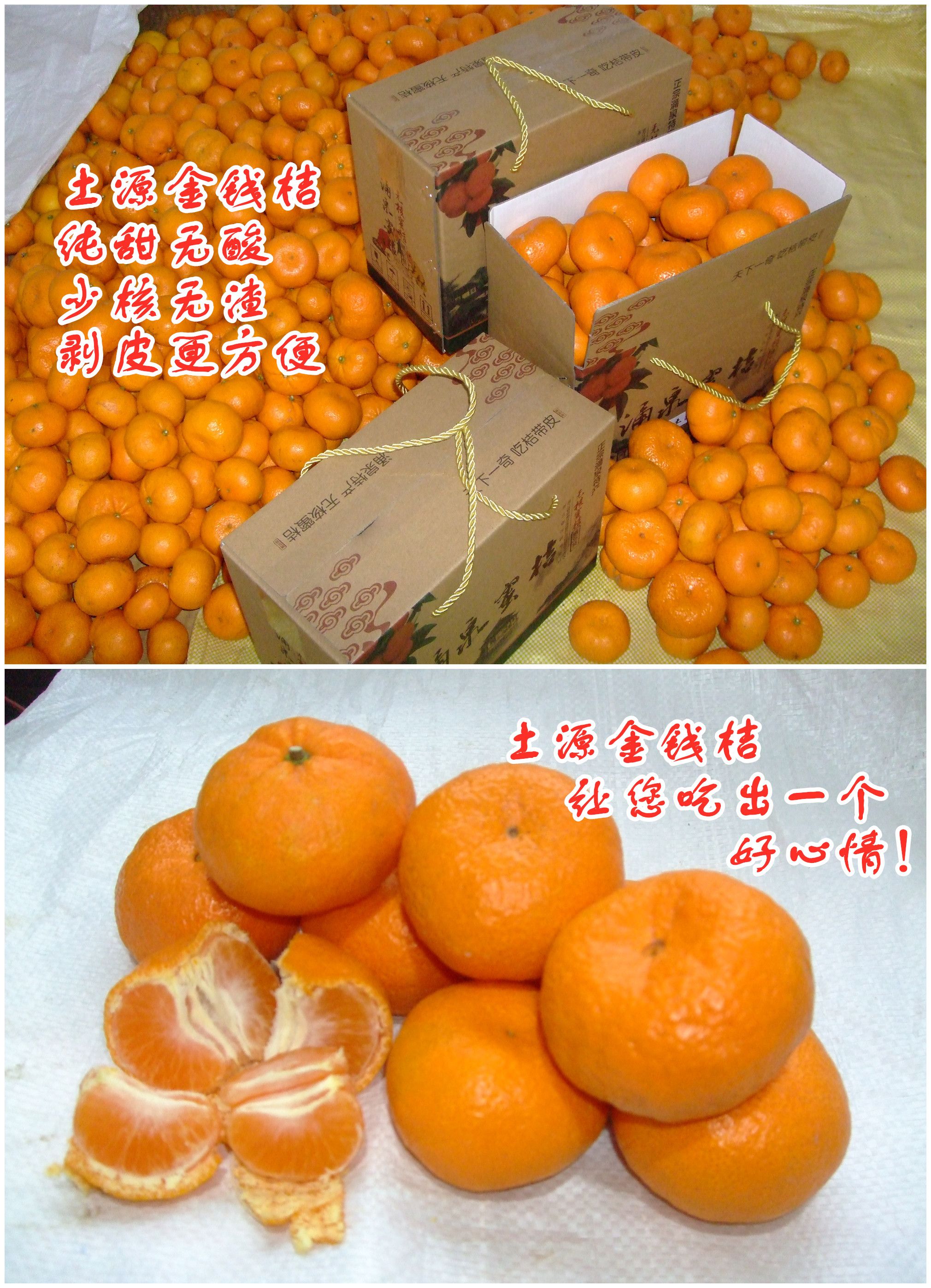浙江台州黄岩土源金钱桔产地直销
