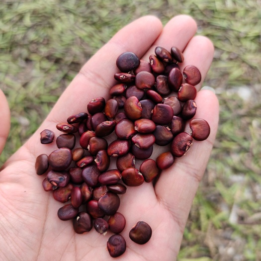 兴义市豆薯籽，凉薯籽，地瓜籽