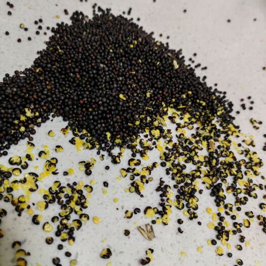 满洲里市俄罗斯油菜籽，高含油，出油好，油色漂亮芥酸不到10个！