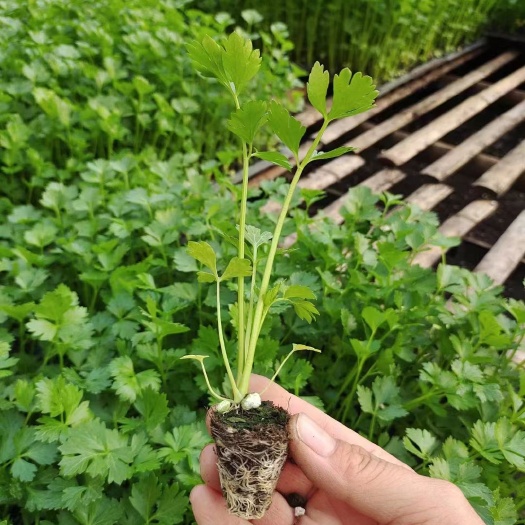 寿光市芹菜苗 美国西芹皇后 穴盘育芹菜苗 保护地露天种105穴