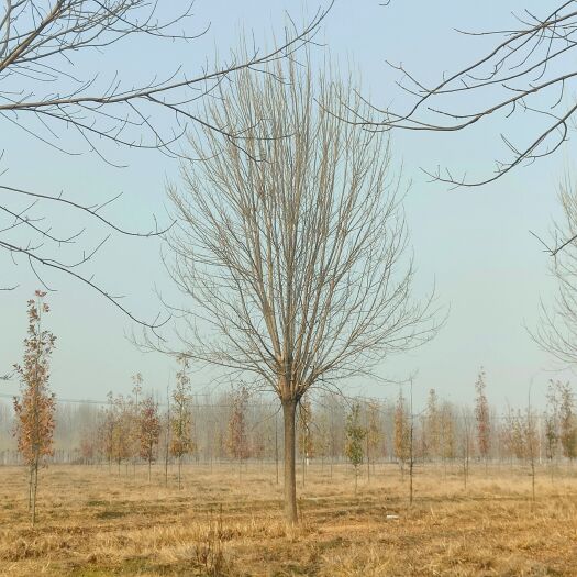 济宁白蜡树，分枝点2.6-3.5米，
