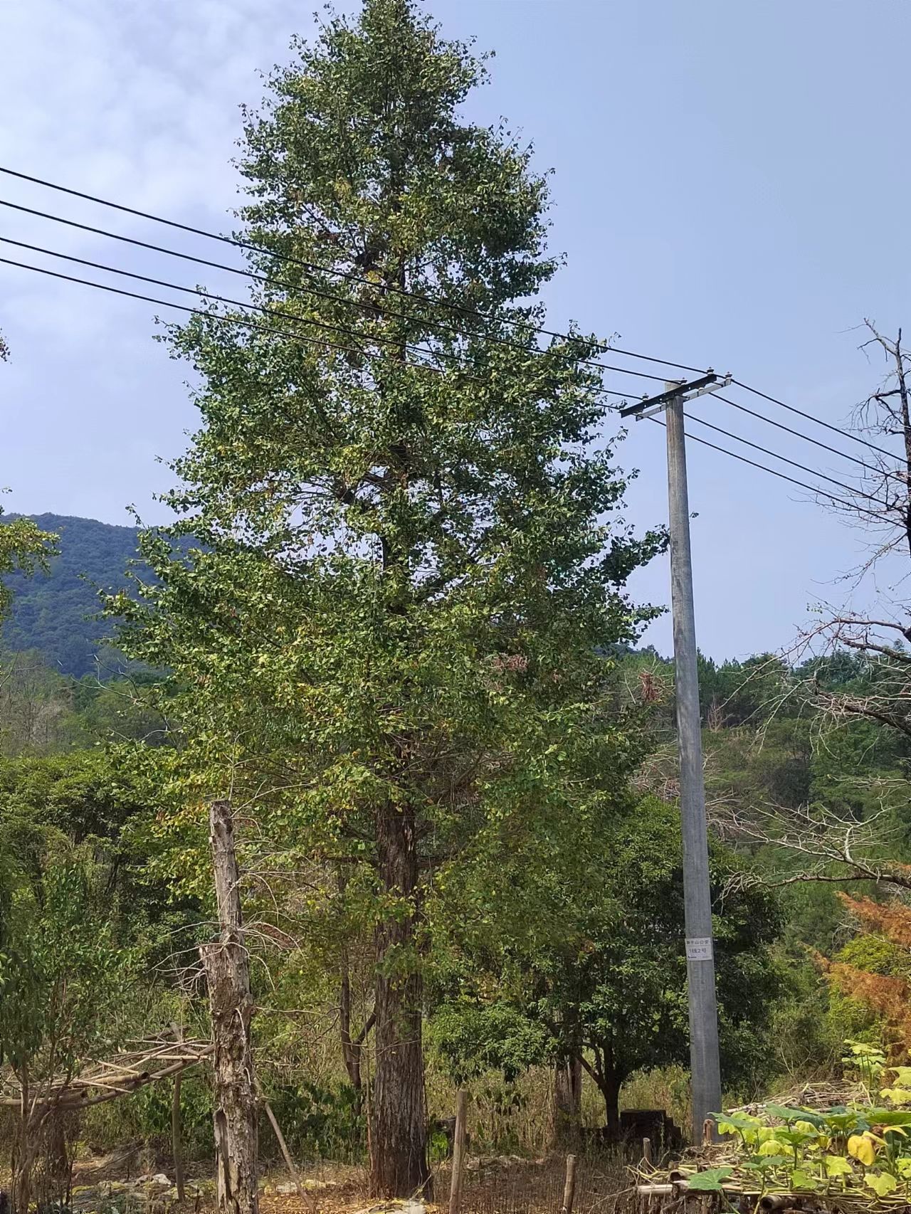 古银杏树，也是我国的国树，目前50到1米直径还有货源