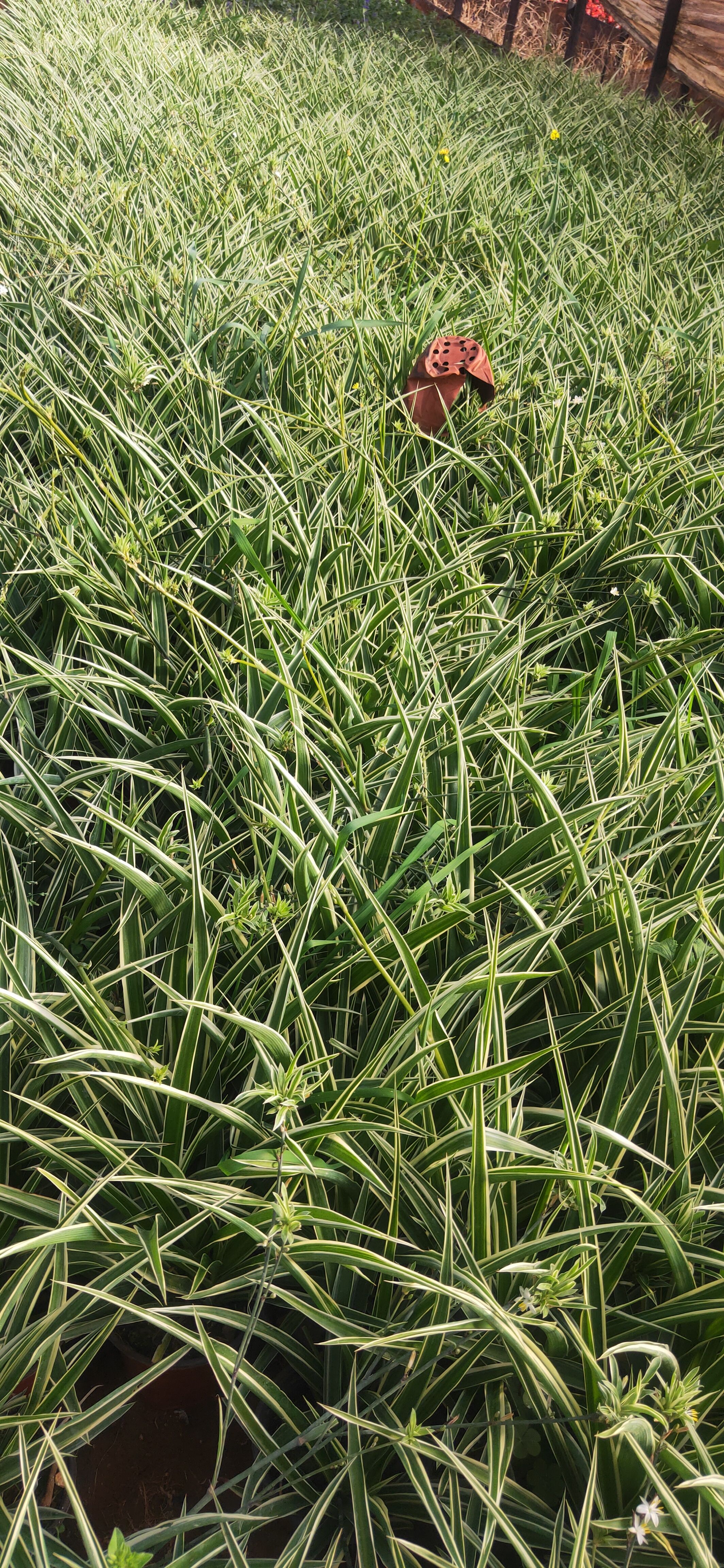 银边吊兰    银边吊兰130红盆  银边吊兰种植销售