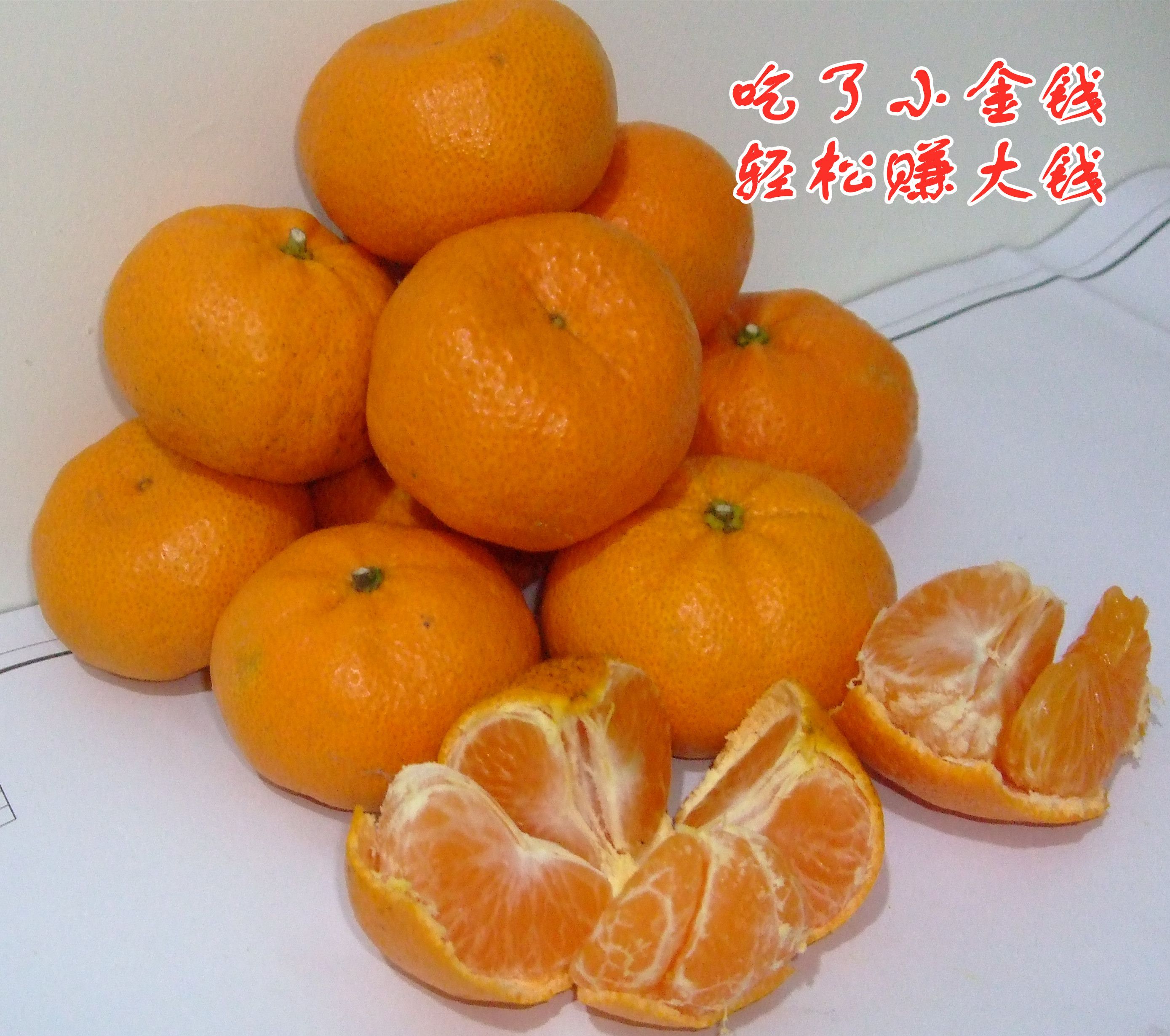 浙江台州黄岩土源金钱桔产地直销