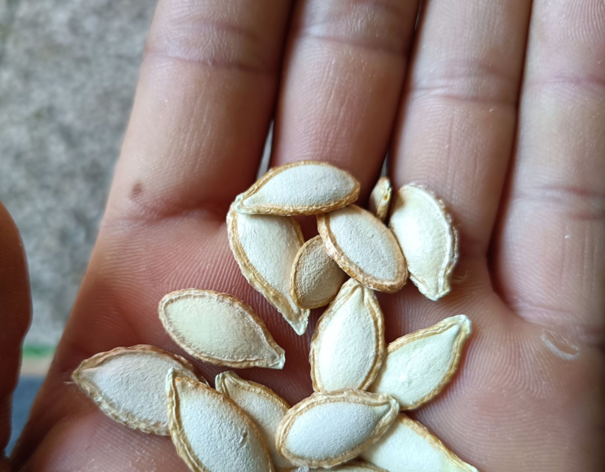 原味南瓜籽