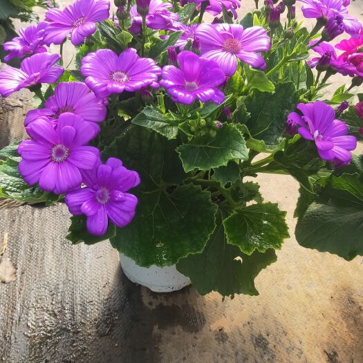 宜良县瓜叶菊  云南瓜叶菊  瓜叶菊一手货源