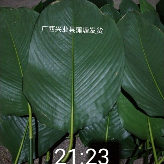 兴业县大量新鲜粽叶
