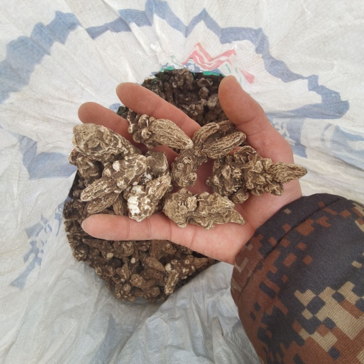 辽宁丹东凤城北苍术中药材根茎干货批发零售