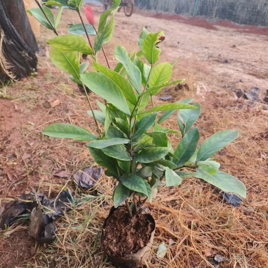 宜良县各规格龙船花