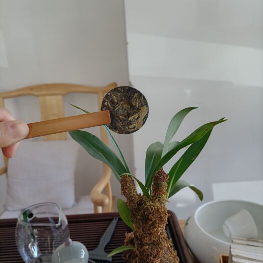 景洪市云南大叶种秋茶，白茶，