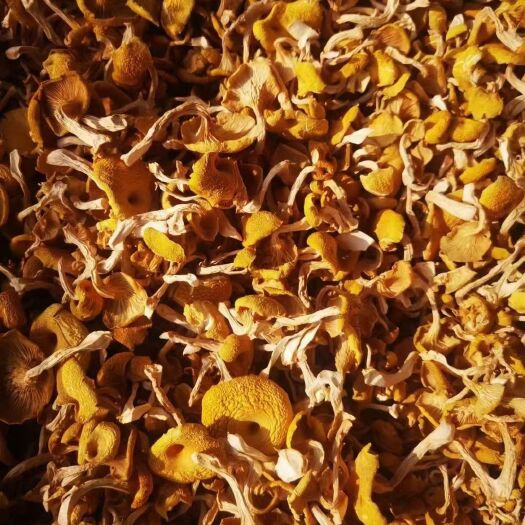 尚志市鸡油菌，头茬烘干单根，产地供应，欢迎电商来电