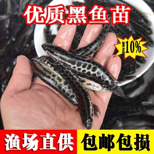 隆林县大品种黑鱼苗生鱼苗乌鱼乌鳢鱼苗草鱼苗养黑鱼苗